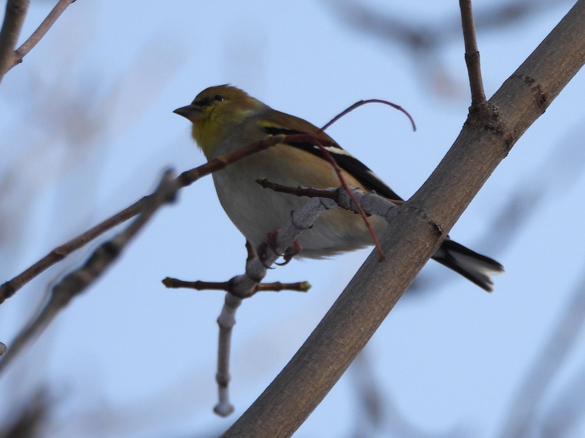 American Goldfinch - ML646248614