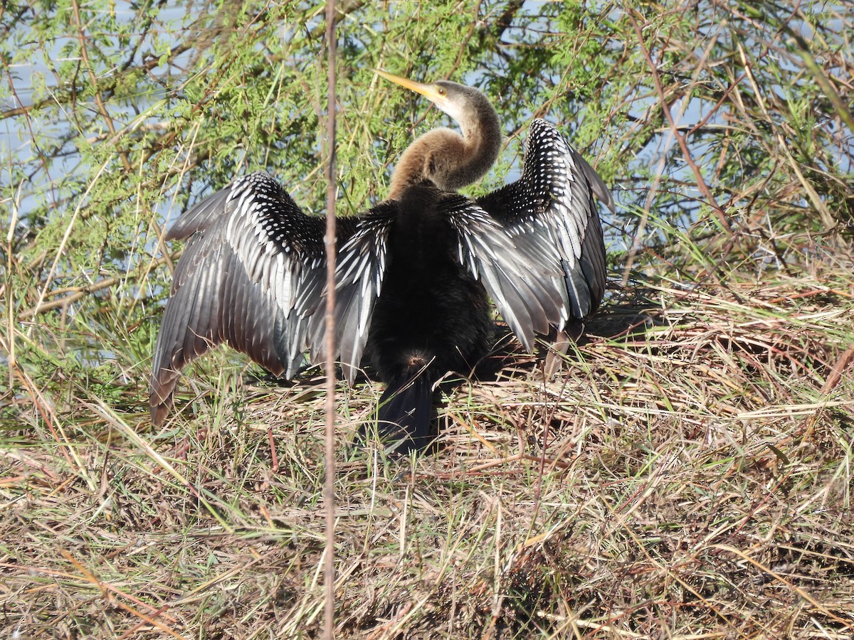 Anhinga - ML646248615