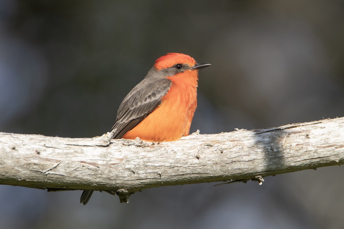 Vermilion Flycatcher - ML646248616