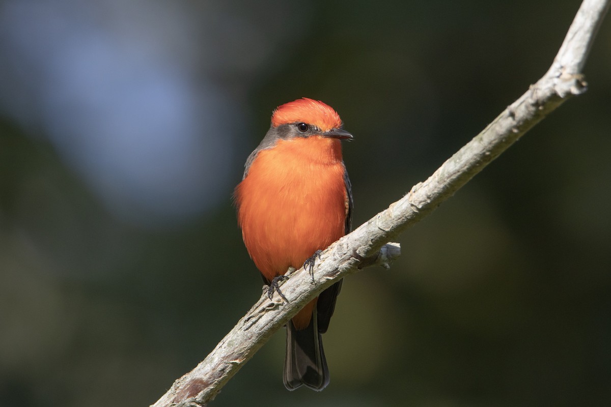 Vermilion Flycatcher - ML646248617