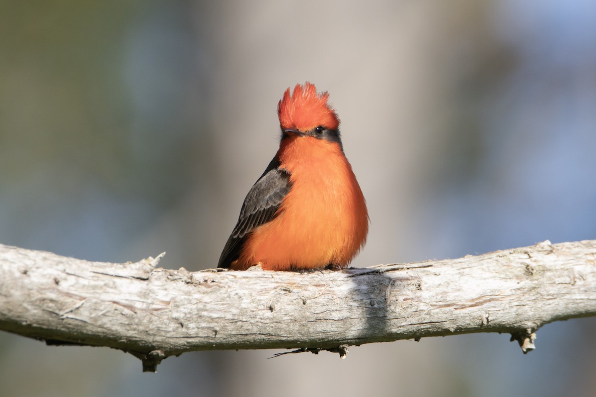 Vermilion Flycatcher - ML646248618