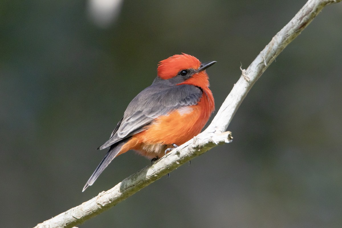 Vermilion Flycatcher - ML646248619