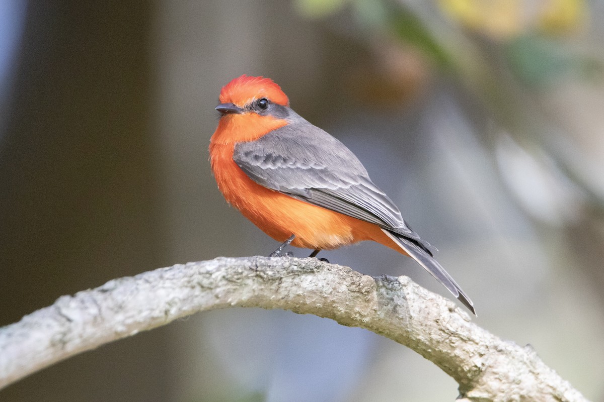 Vermilion Flycatcher - ML646248621