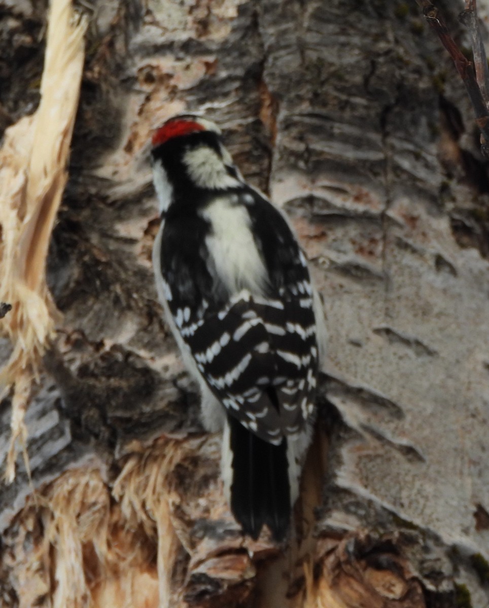 Downy Woodpecker - ML646248622