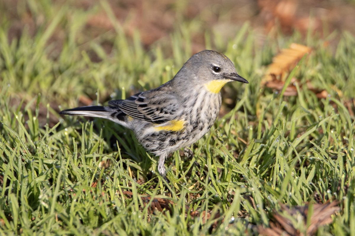 Yellow-rumped Warbler - ML646248628