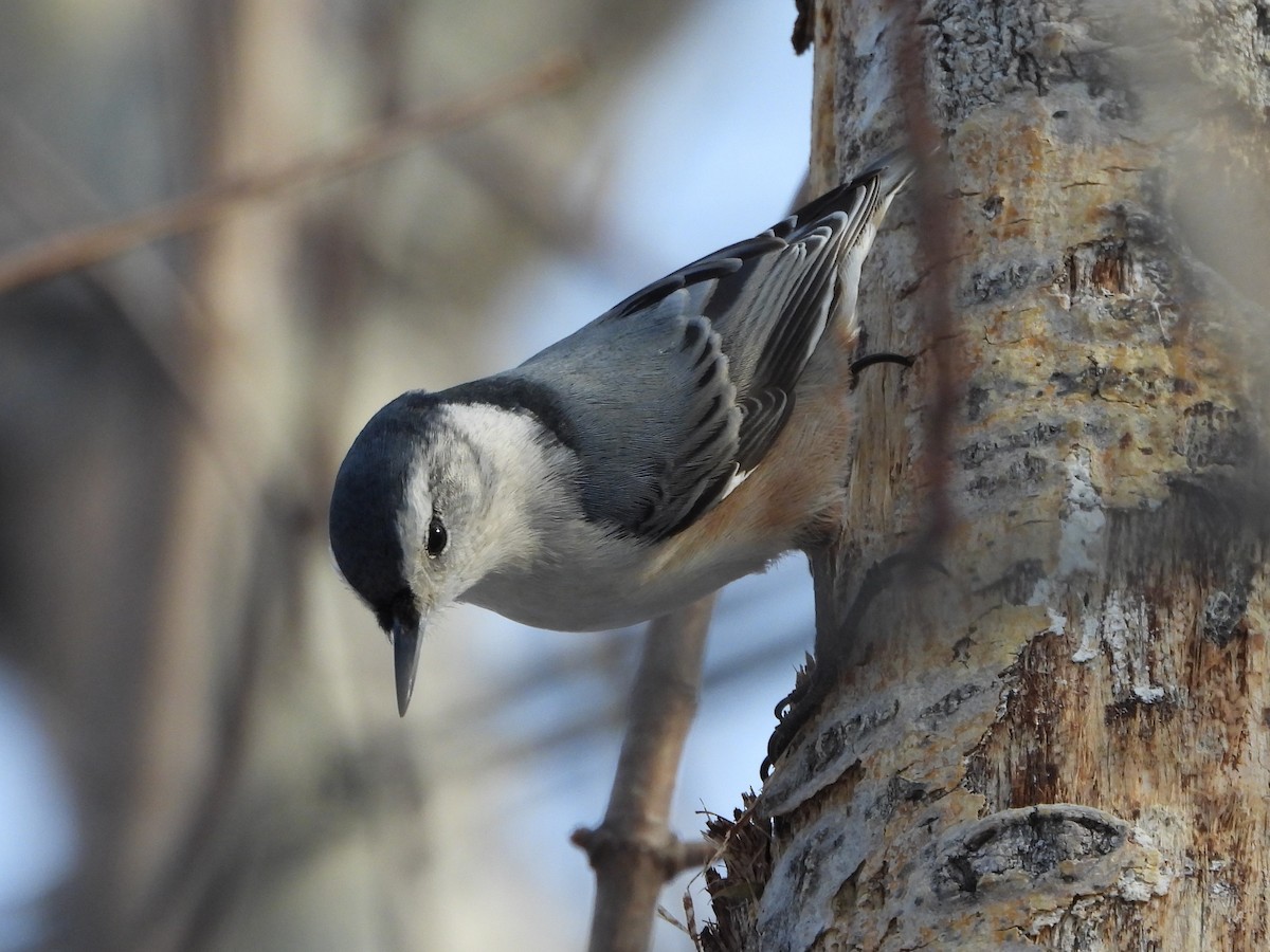 White-breasted Nuthatch - ML646248629