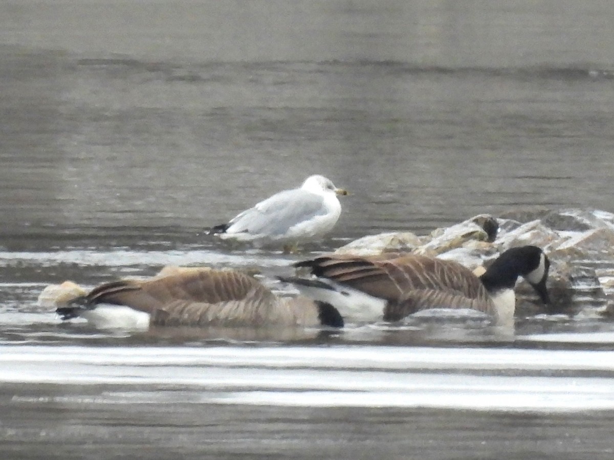 Ring-billed Gull - ML646248631