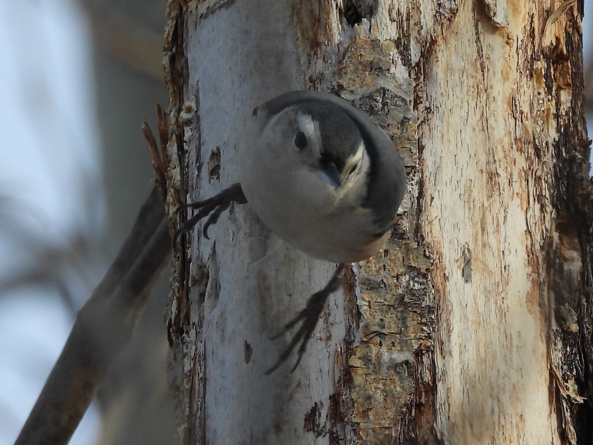 White-breasted Nuthatch - ML646248632
