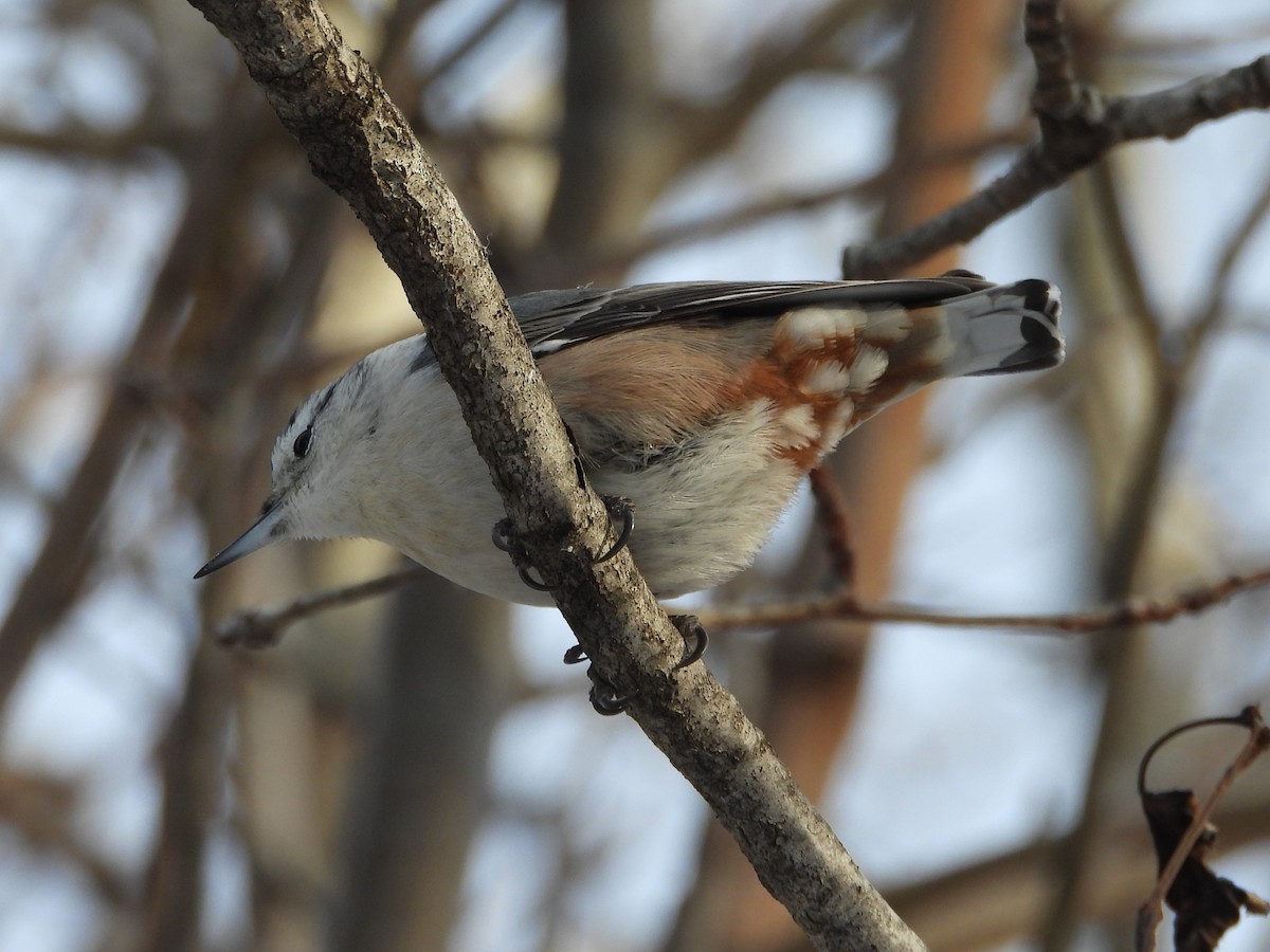 White-breasted Nuthatch - ML646248633