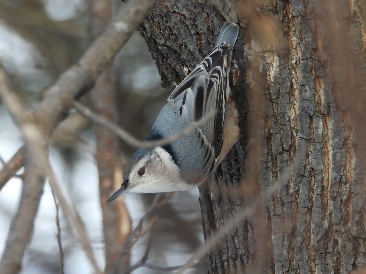 White-breasted Nuthatch - ML646248635