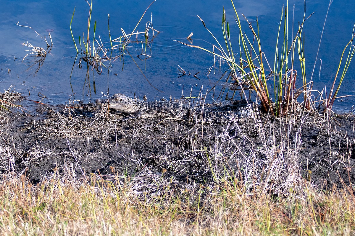 American Alligator - ML646248636