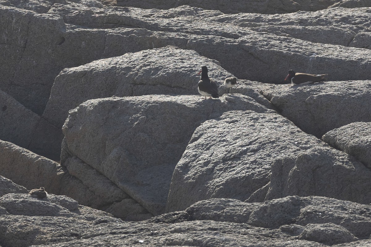 American Oystercatcher - ML646248637