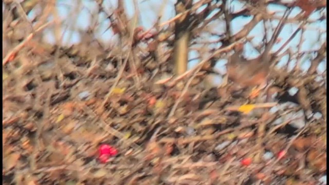 Dartford Warbler - ML646248638