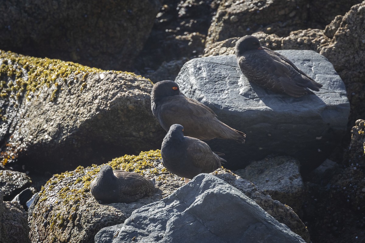Blackish Oystercatcher - ML646248640