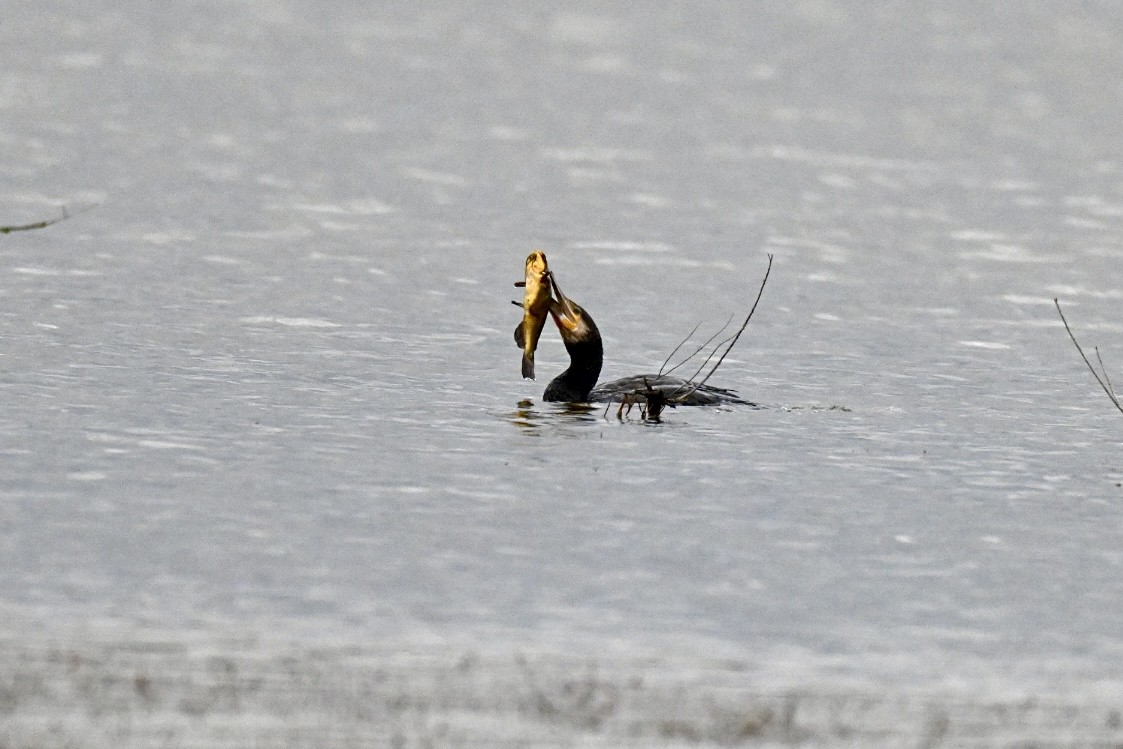 kormorán velký - ML646248641