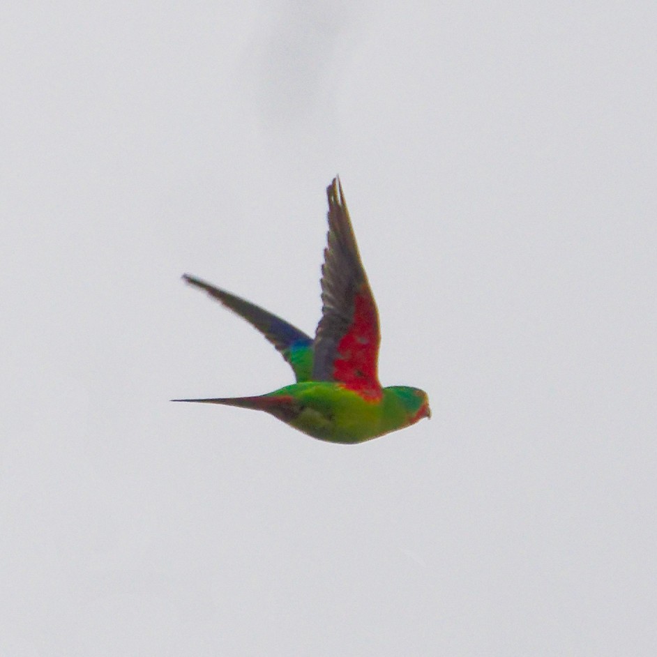Swift Parrot - ML646248643