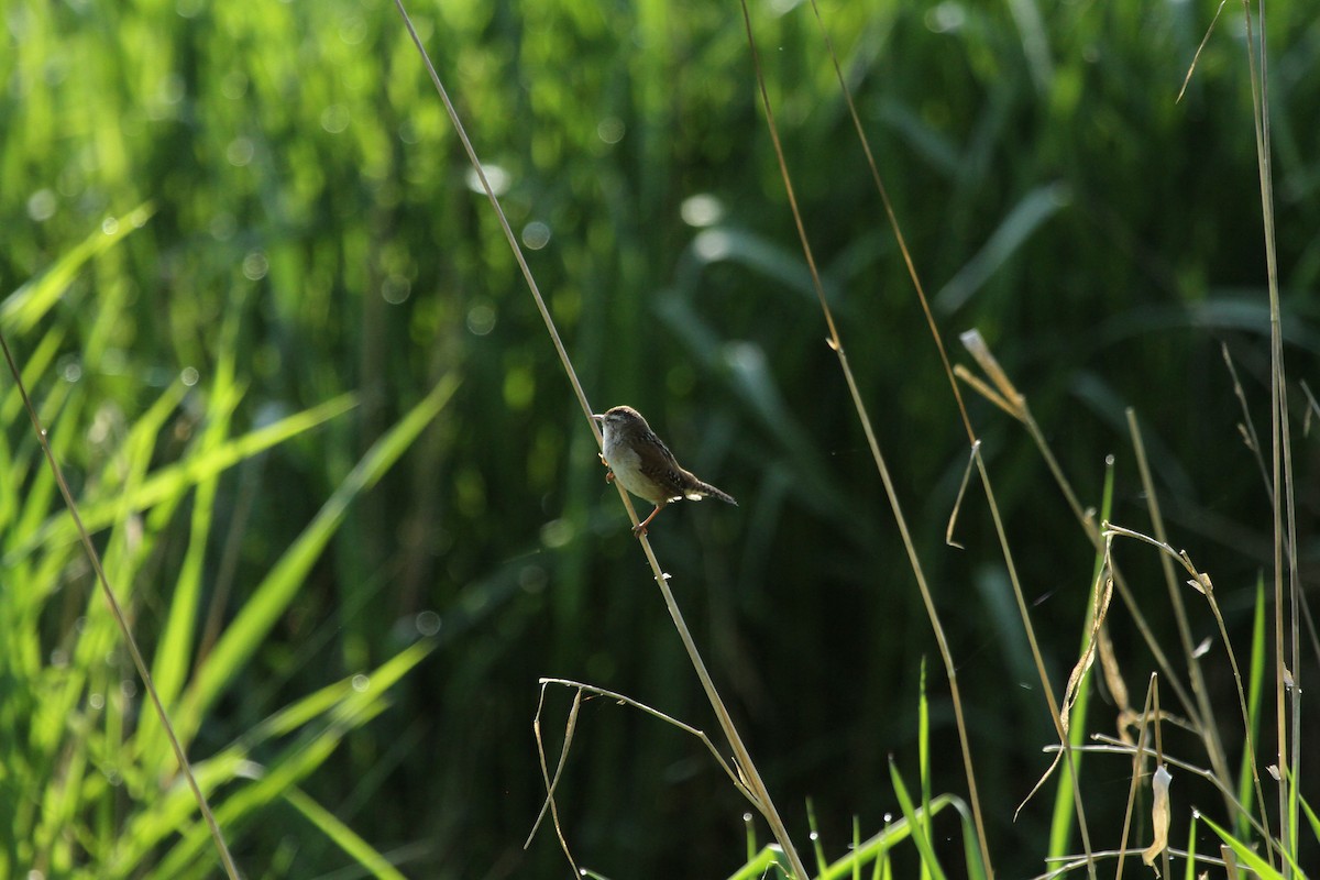 Marsh Wren - ML646248644