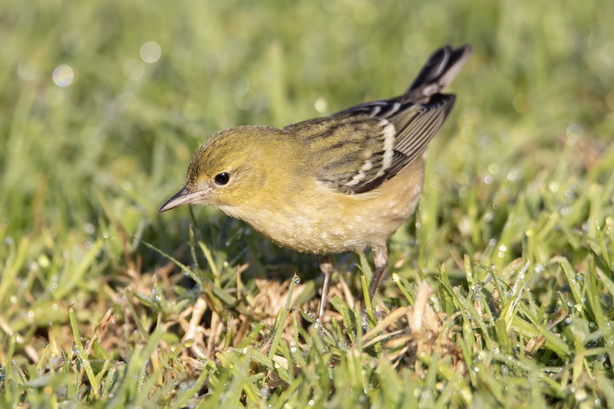 Kestane Gerdanlı Ötleğen - ML646248645