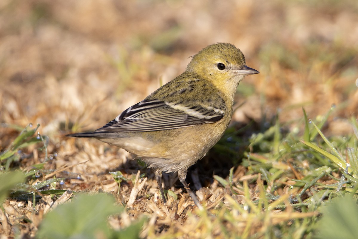 Kestane Gerdanlı Ötleğen - ML646248646