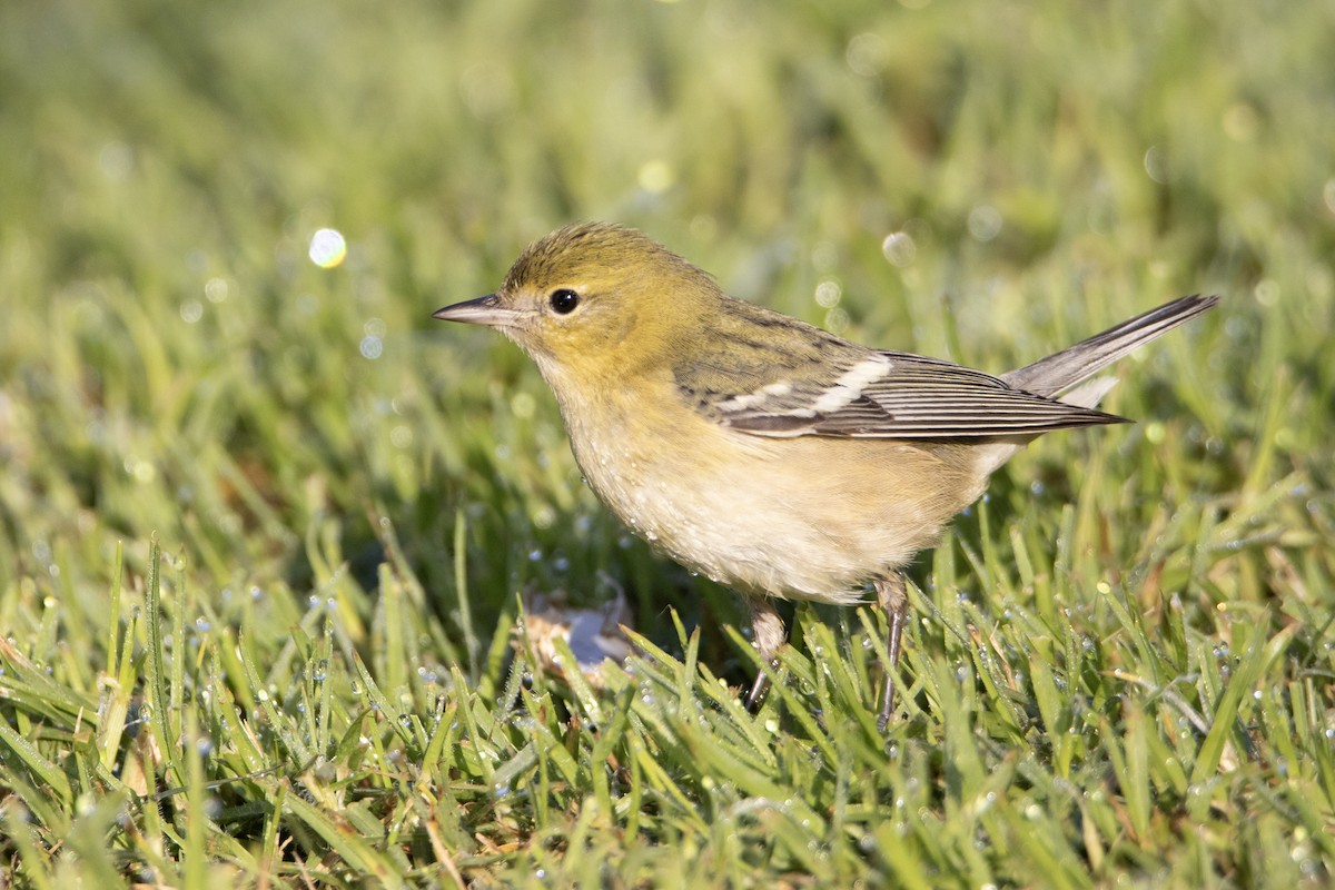 Kestane Gerdanlı Ötleğen - ML646248647