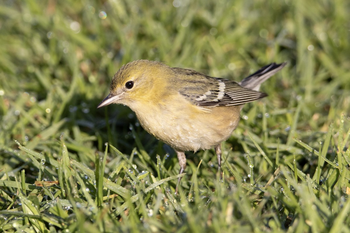 Kestane Gerdanlı Ötleğen - ML646248648