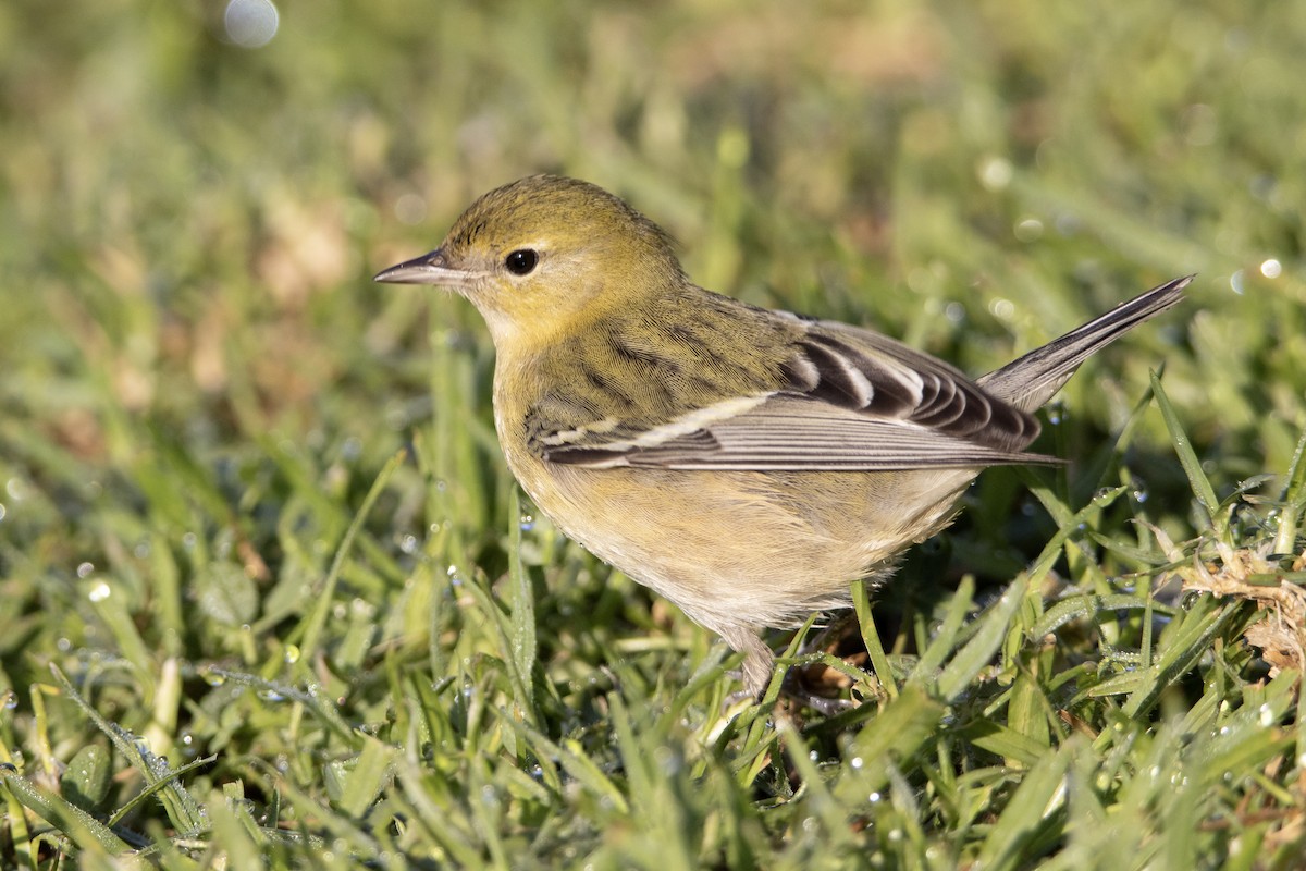 Kestane Gerdanlı Ötleğen - ML646248649