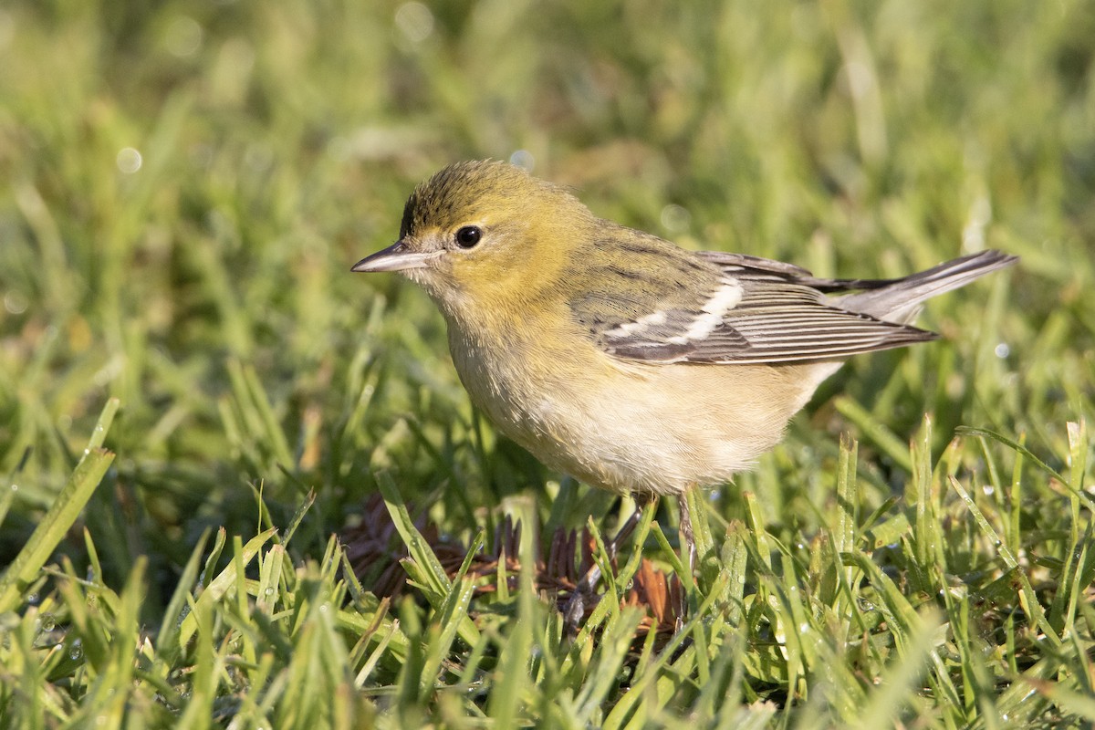 Kestane Gerdanlı Ötleğen - ML646248650