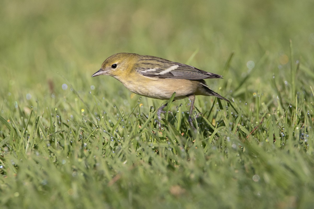 Kestane Gerdanlı Ötleğen - ML646248651