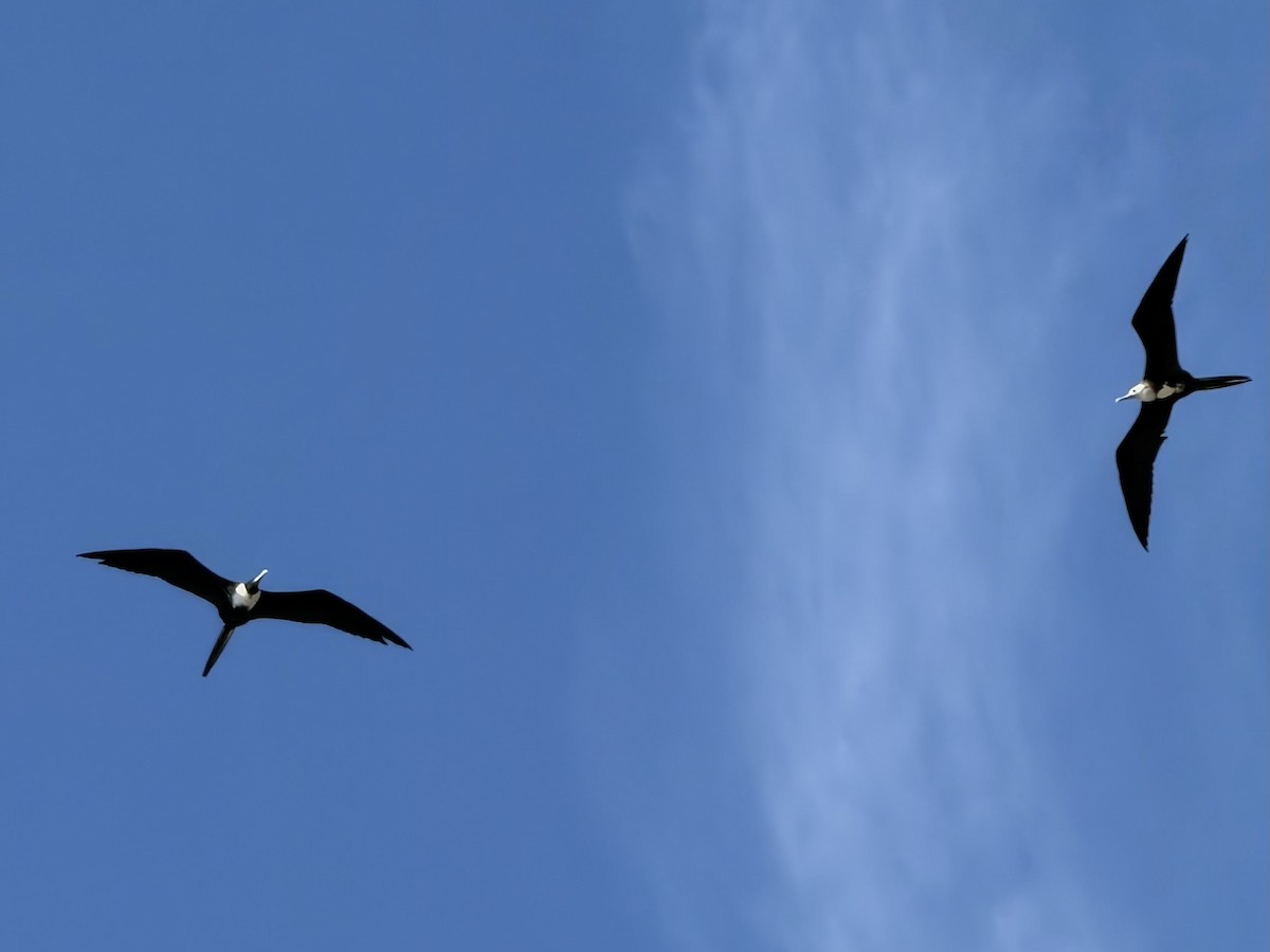 Magnificent Frigatebird - ML646248654