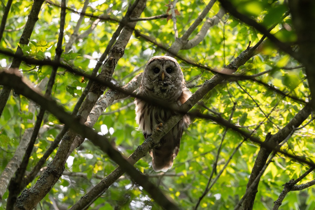 puštík proužkovaný - ML646248655