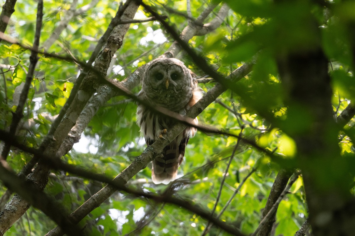 puštík proužkovaný - ML646248659