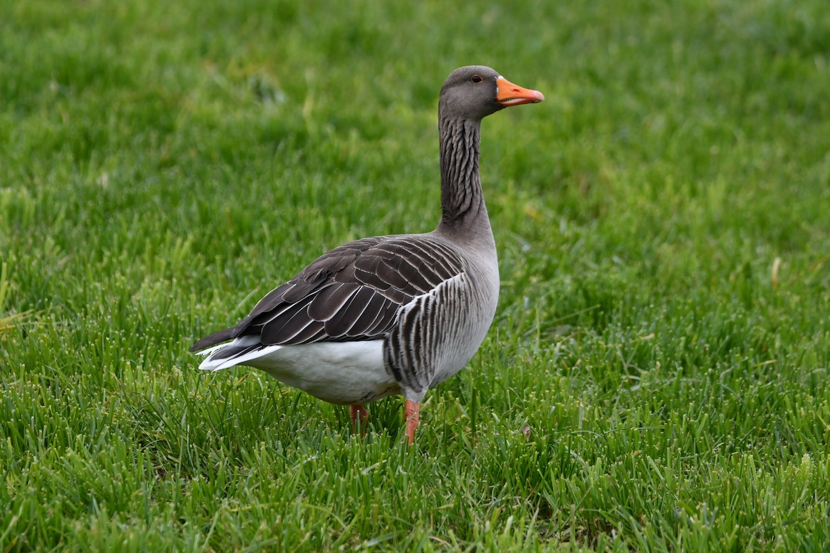 grågås - ML646248660