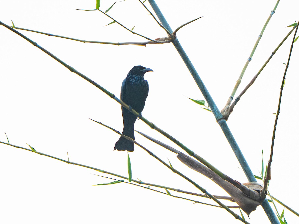 Hair-crested Drongo - ML646248661