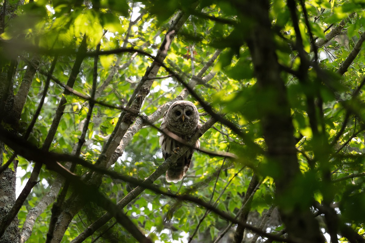 puštík proužkovaný - ML646248662