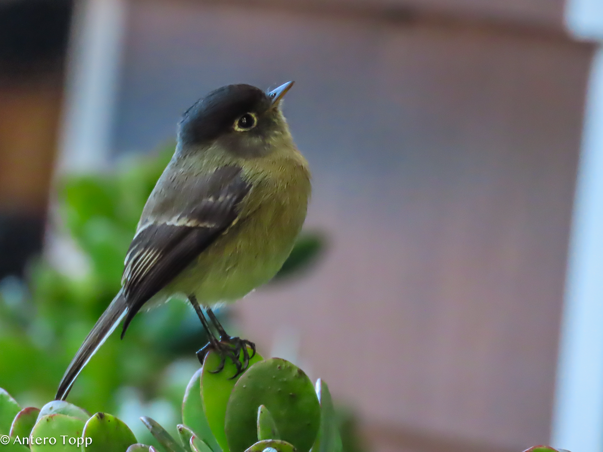 Schwarzkappen-Schnäppertyrann - ML646248663