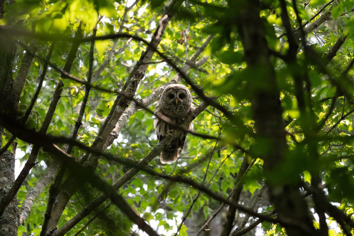 puštík proužkovaný - ML646248664