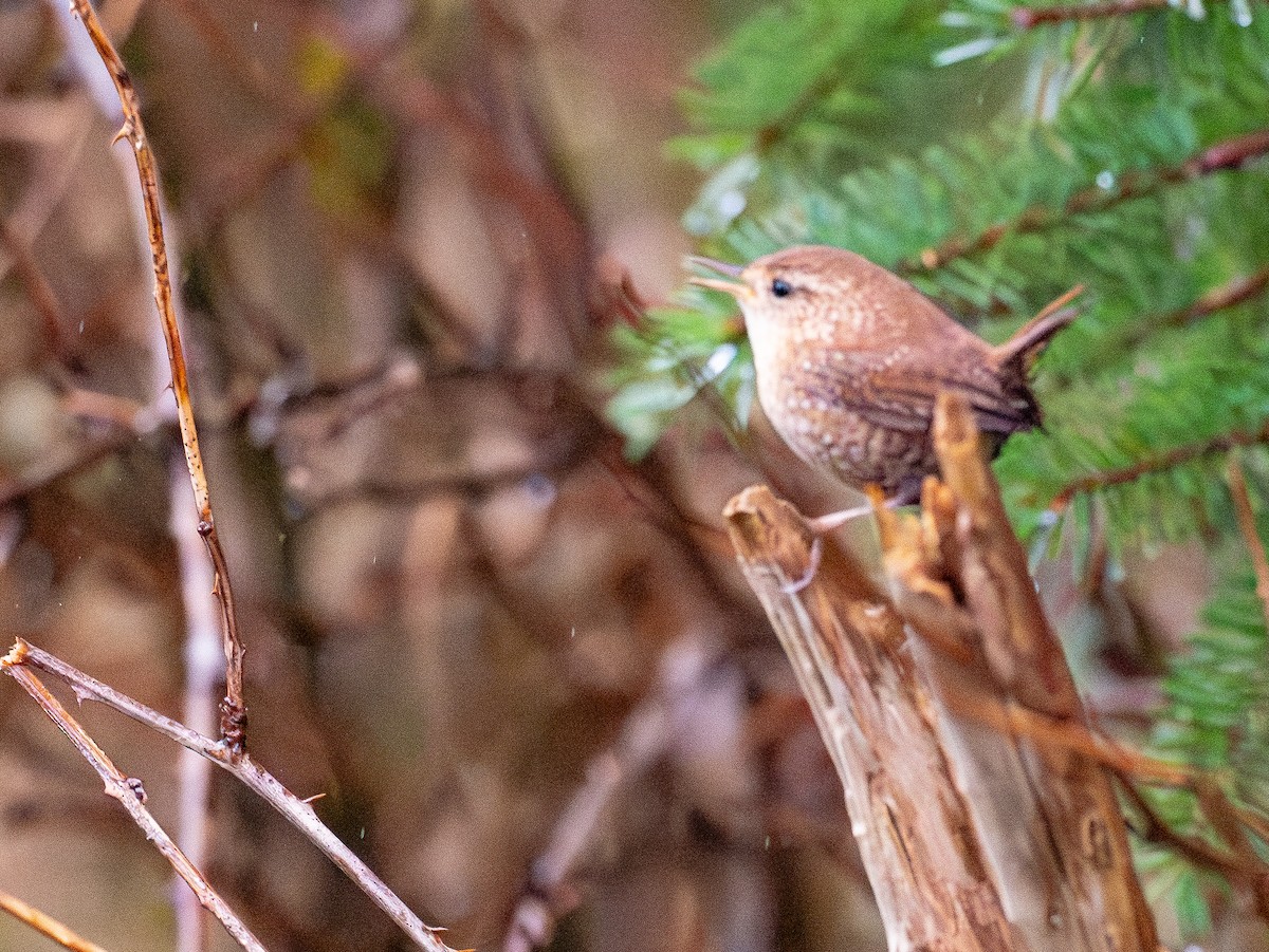 フユミソサザイ - ML646248666