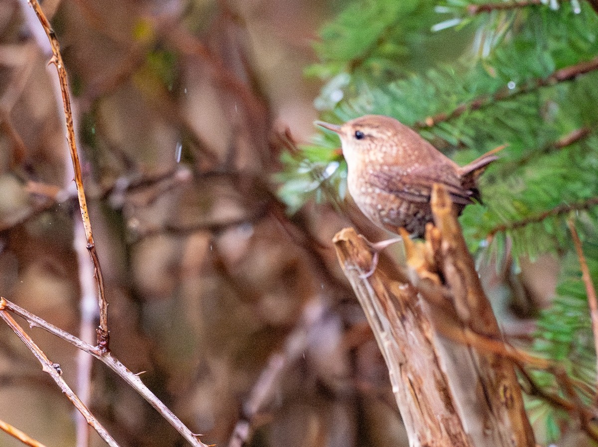 フユミソサザイ - ML646248668