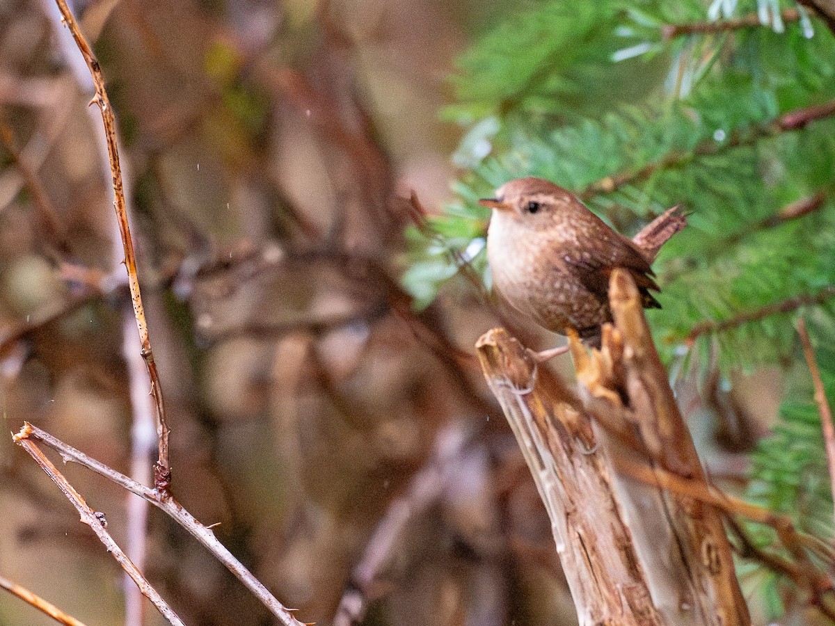 フユミソサザイ - ML646248669