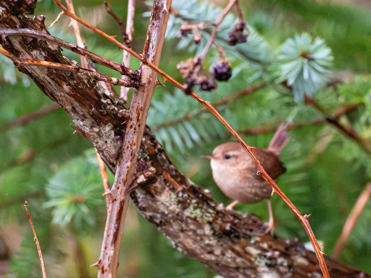 フユミソサザイ - ML646248670