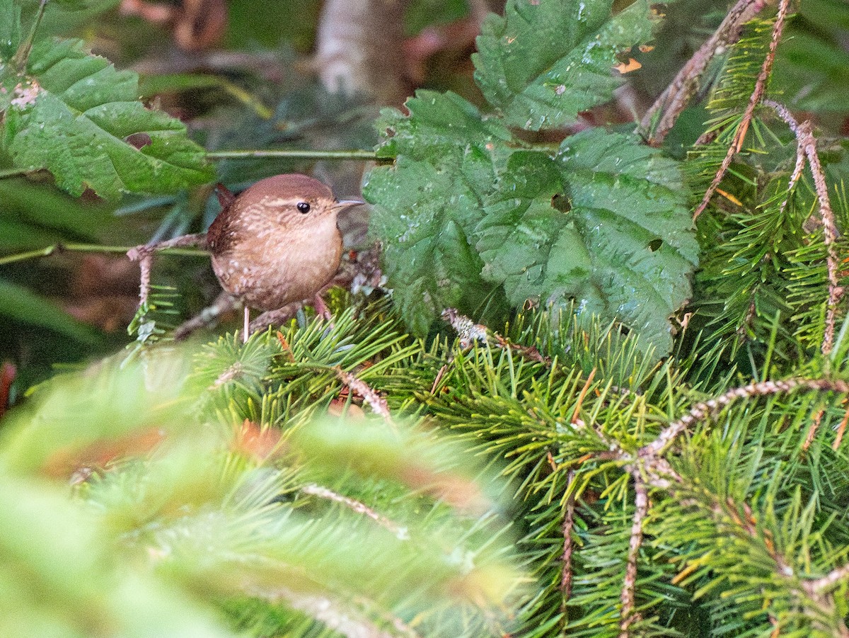 フユミソサザイ - ML646248671