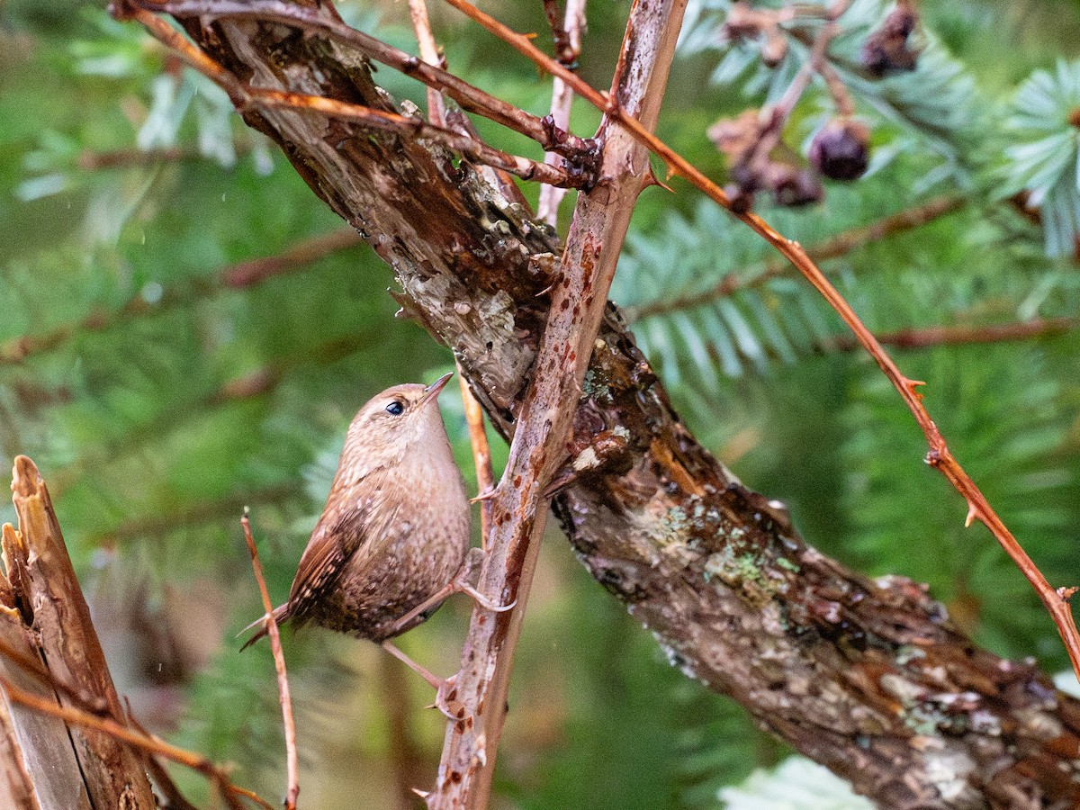 フユミソサザイ - ML646248672