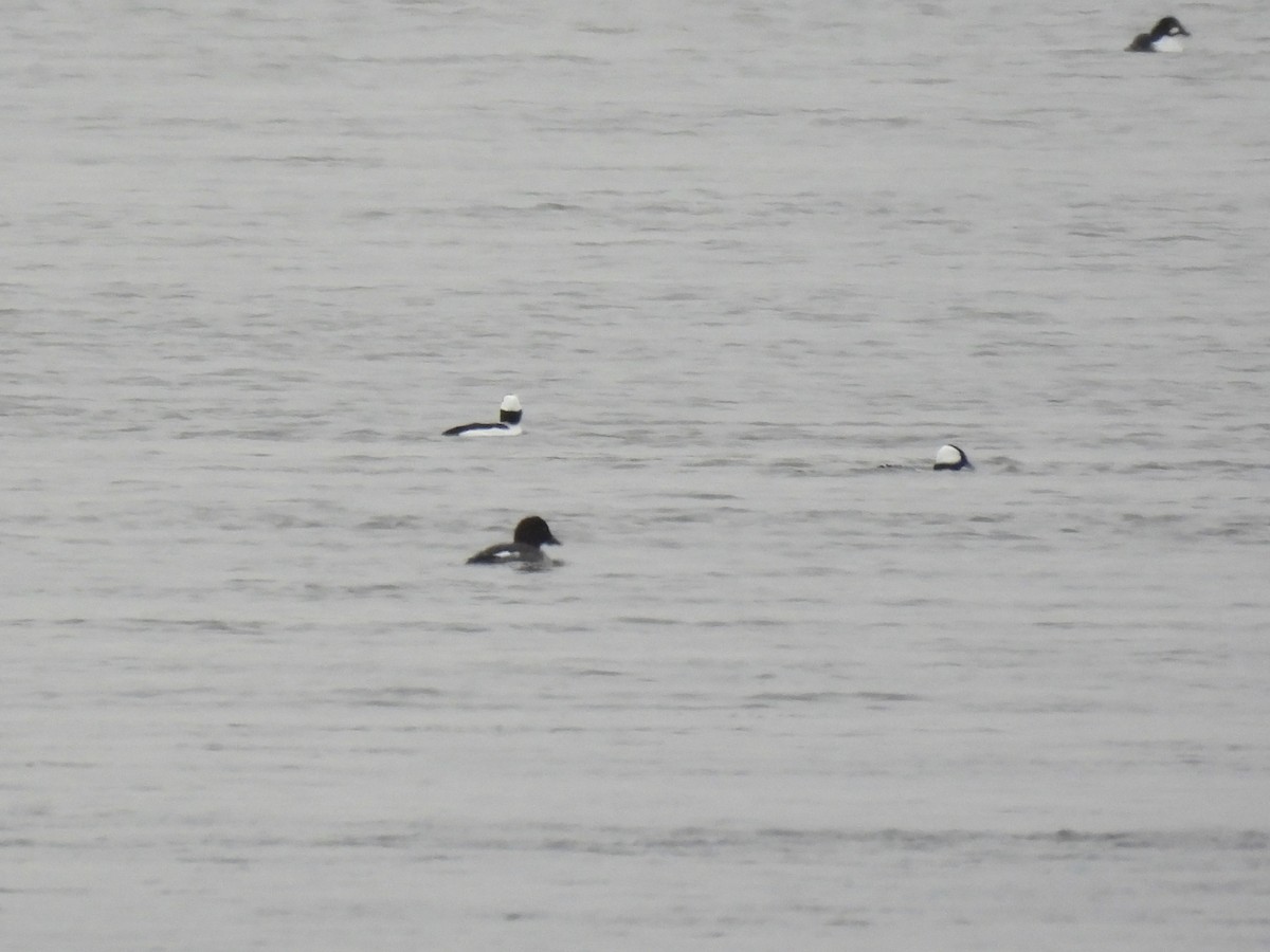 Bufflehead - ML646248675