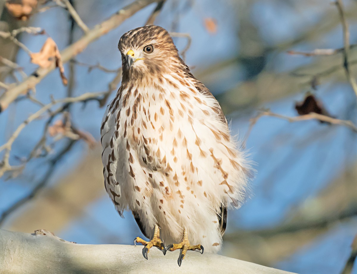 Red-shouldered Hawk - ML646248684