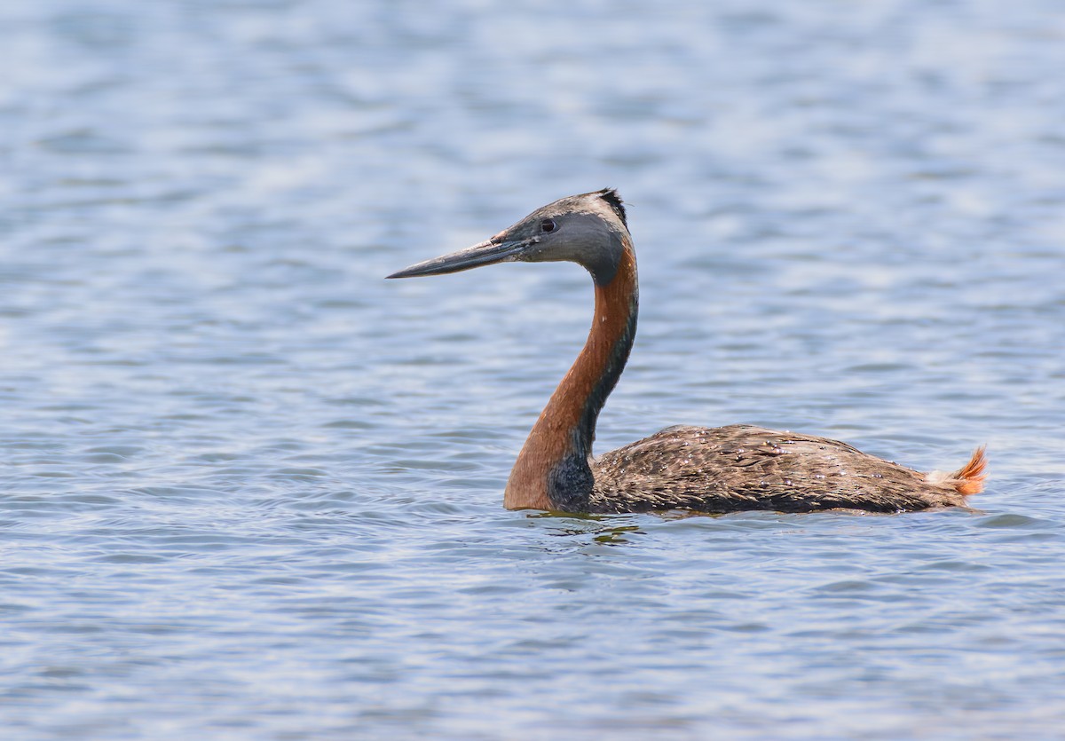 potápka velká - ML646248689