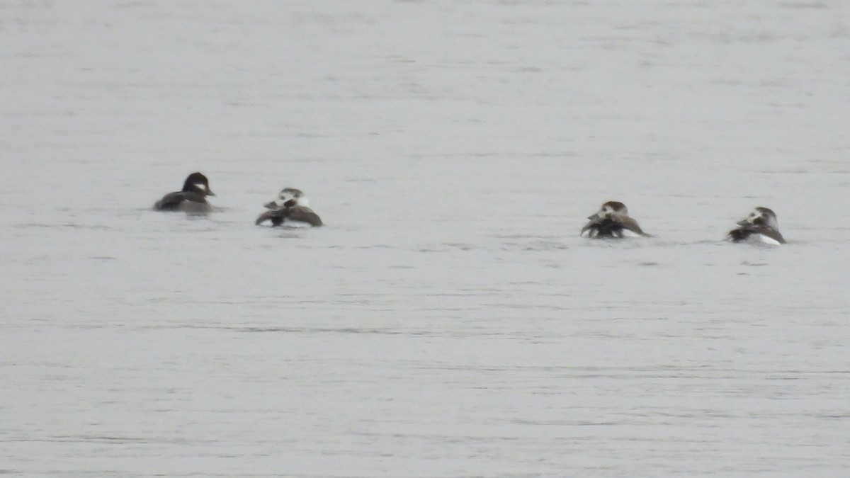 Long-tailed Duck - ML646248692