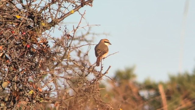 Red-tailed Shrike - ML646248694
