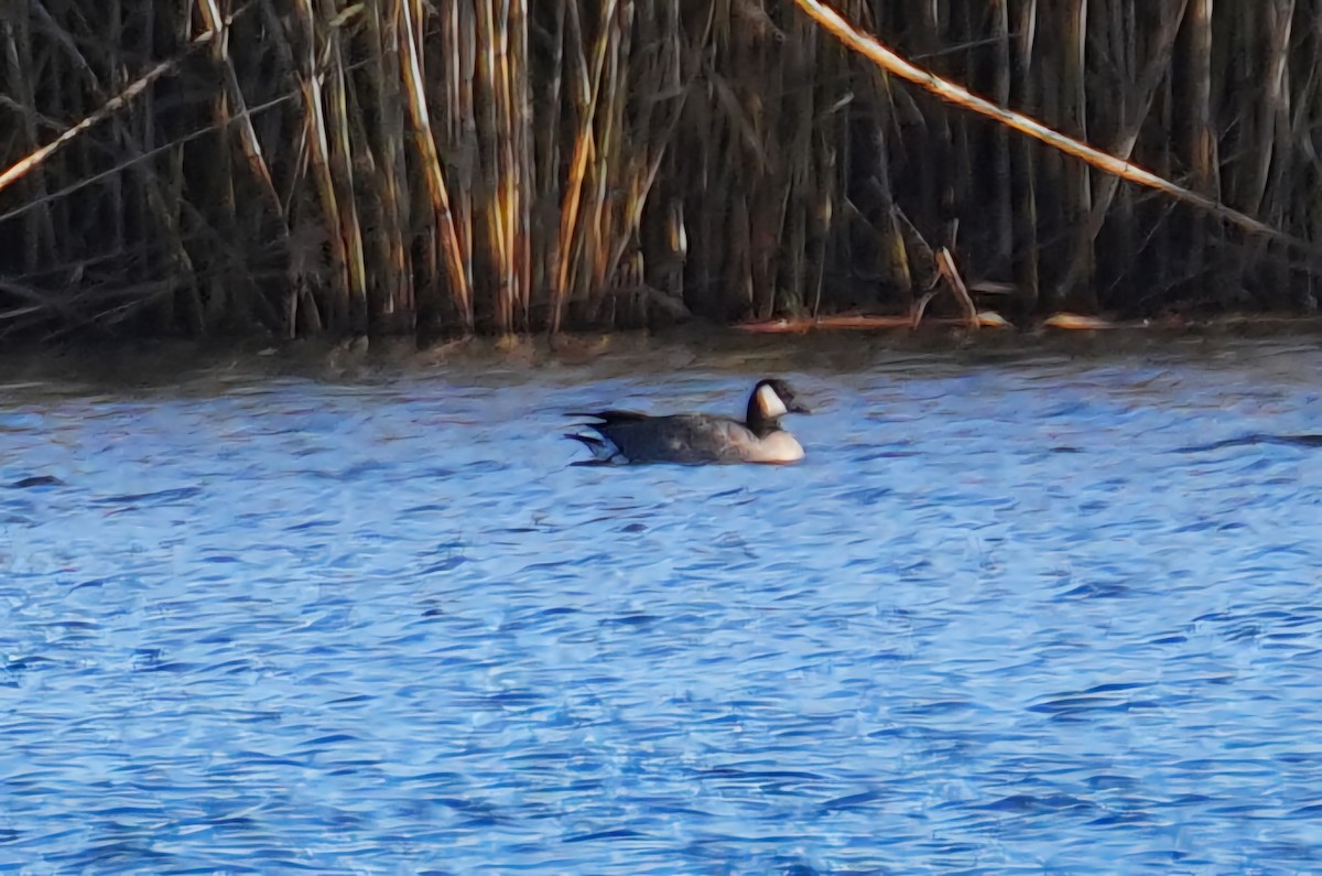 Cackling Goose - ML646248708