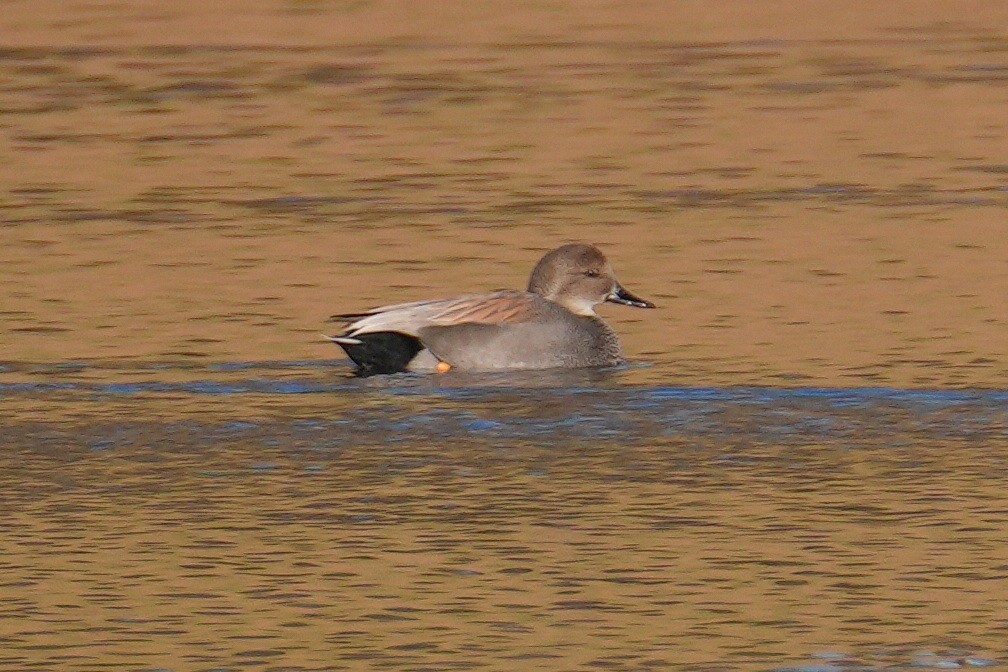 Gadwall - ML646248712