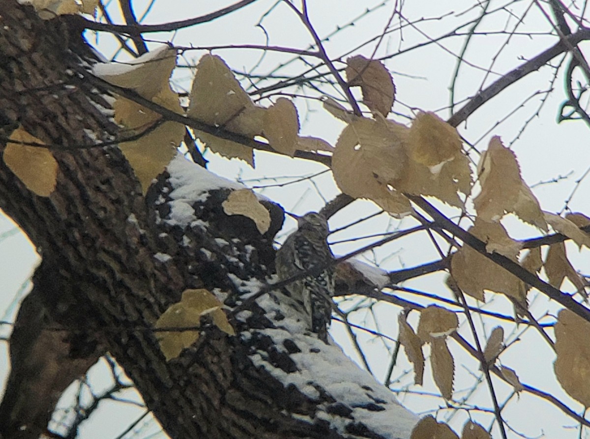 Yellow-bellied Sapsucker - ML646248713